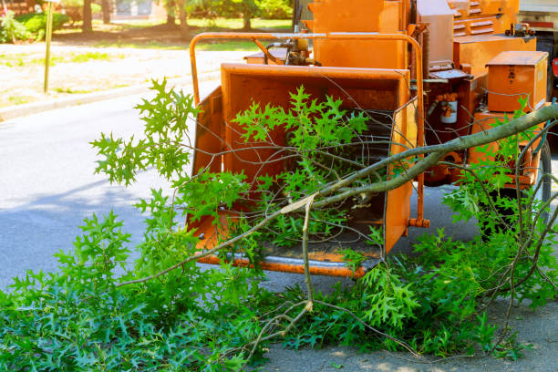 The Steps Involved in Our Tree Care Process in Ithaca, MI